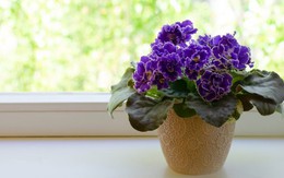 5 loại hoa trưng Tết là "máy lọc sạch khí", đón tài lộc đầu năm