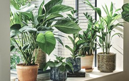 3 loại cây nên trồng ngay đầu năm Bính Ngọ để hút khí độc, tăng sức khỏe