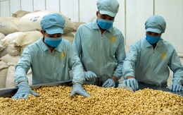 Nhập khẩu 65 nghìn tấn 'hạt vàng' - quốc gia này giúp Việt Nam 'bỏ túi' hơn 430 triệu USD ngay đầu năm mới Bính Ngọ