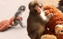 Cả Nhật Bản phát cuồng vì một chú khỉ con ôm thú bông: Sự thật phía sau không hề màu hồng