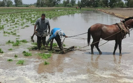 Philippines, Indonesia dừng nhập khẩu, điểm danh loạt doanh nghiệp xuất khẩu gạo vẫn đón tin vui
