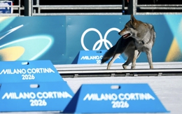 Chó lai sói vượt rào lao theo VĐV, chạy thẳng về đích tại Thế vận hội Mùa đông