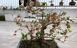 3 loại cây không nên trồng trong năm Bính Ngọ