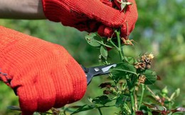 3 loại cây cần được cắt tỉa ngay trong tháng 2