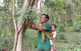 Loại gỗ quý "đắt như vàng" ở Việt Nam: Cần trăm năm để lớn nhưng có thể biến mất chỉ sau một đêm