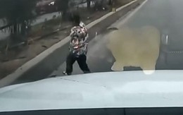 Clip bé trai chạy băng qua cao tốc khiến ô tô phanh “cháy bánh”