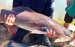Loài "thủy quái" sông Sêrêpốk nuôi thành công dưới ao, nông dân Đắk Lắk thu lãi trăm triệu/năm
