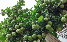 4 loại cây nên trồng tại ban công trong năm Bính Ngọ tăng vượng khí, giúp trường thọ