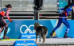 Cực hài Olympic mùa đông: VĐV đang thi đấu thì bị chó đuổi
