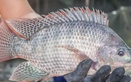Cá rô phi Việt Nam 'làm mưa làm gió' ở nhiều nước
