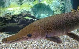 13 người ngộ độc do ăn trứng cá rồng là không chính xác