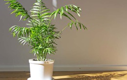 5 loại cây trồng trong nhà dễ chăm và đa năng nhất