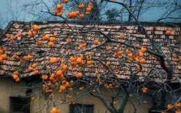 3 loại cây trồng năm Bính Ngọ mang lộc vào nhà, là thuốc dùng quanh năm