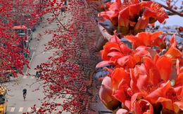 Vì sao hoa gạo thắp lửa đỏ rực cả góc trời nhưng người xưa dặn tuyệt đối không trồng sát nhà hay cắm làm cảnh?