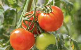 Phát minh của Trung Quốc khiến ngành thực phẩm chấn động: Tạo ra cà chua biến đổi gen, mùi thơm như bắp rang bơ, nhìn không khác gì cây bình thường