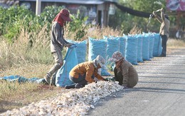 Bị Thái Lan quay lưng với sản phẩm chủ lực, dân Campuchia như ‘ngồi trên đống lửa’, than trời vì bán phá giá cũng ế người mua