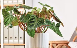 5 loại cây giúp cải thiện tâm trạng, làm bừng sáng không gian sống: Rất nên trồng trong nhà dịp đầu năm