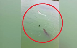 Bơi tại khu dự trữ sinh quyển, nam thanh niên bất ngờ bị "thủy quái" dài 3m truy đuổi