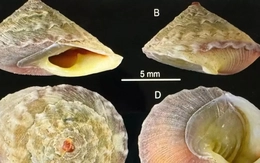 Phát hiện thêm loài mới và nhiều chim quý hiếm ở Quảng Trị