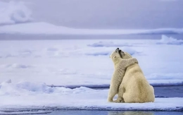 Kỳ quan hiếm lạ trong những bức ảnh thiên nhiên đoạt giải