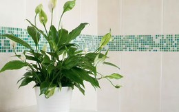 8 loại cây tốt nhất cho phòng tắm