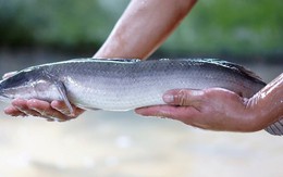 Anh nông dân biến cát trắng thành 'mỏ vàng' thu lãi 3 tỷ mỗi năm từ loài cá hiền lành ham ăn