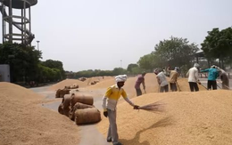 Đối thủ gạo lớn nhất của Việt Nam đón cú sốc đầu năm