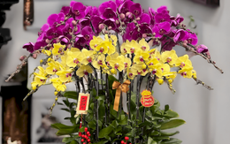 Cảnh báo đặc biệt tới các gia đình đang bày lan ngày Tết