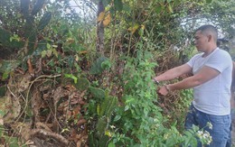 Bắt giữ kẻ 'cõng' 4 tiền án đi cướp vàng của người phụ nữ ở Đà Nẵng