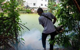 Loài động vật nguy hiểm nhất thế giới giết chết hơn 1.000.000 người mỗi năm: Không phải con vật bạn đang nghĩ