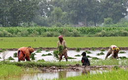 Xuất khẩu gạo của một ông lớn châu Á bất lao dốc hơn 40% vì Ấn Độ - có còn sức đối đầu Thái Lan, Việt Nam?