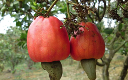 Béo không ngấy, giòn không cứng: Loại hạt Việt Nam xuất khẩu Top 1 thế giới, thu về 5 tỷ USD