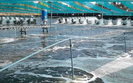 Việt Nam vừa đón tin cực vui từ Mỹ và Trung Quốc