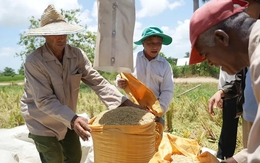 Giống lúa Việt "gây bão" tại Cuba: Năng suất tăng gần 5 lần, hơn 1.170 tấn gạo đã đến tay người dân