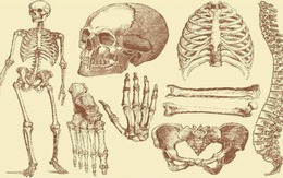 Con người sở hữu 206 khúc xương, nhưng người Trung Quốc lại chỉ có 204 khúc? Hai khúc xương bị thiếu đã đi đâu?