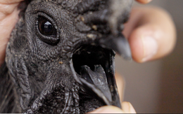 Nghề nuôi con kỳ lạ ở Việt Nam: Loài vật đen sì toàn thân, trứng giá cả triệu đồng vẫn không đủ bán