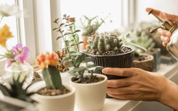 3 loại cây không nên đặt ở phòng ngủ "trong năm mang năng lượng Hỏa mạnh" Bính Ngọ