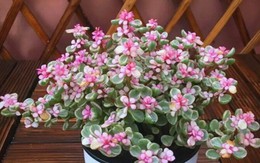 3 loại hoa trưng trong nhà năm Bính Ngọ kích vận "mã đáo thành công"