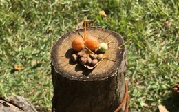 Sang tận Hàn để chụp ảnh cây lá vàng sống ảo, khách Việt ngỡ ngàng vì mùi lạ dưới gốc cây