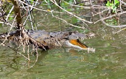 Chạy trốn đàn voi, người đàn ông bị cá sấu cắn tử vong bên sông