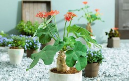 4 loại cây tránh đặt trong nhà vào năm Bính Ngọ