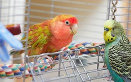 Campuchia cảnh báo