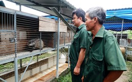 Vay 50 triệu nuôi 100 con vật hoang, tiền ăn 3.000 đồng/con/ngày, cựu chiến binh lãi đậm