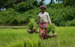 Mỹ hạ thuế xuống 18% đối với ông trùm xuất khẩu gạo của thế giới - gạo Trung Quốc, Pakistan gặp áp lực