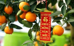 3 loại cây nên có trong nhà dịp Tết Bính Ngọ: Phong thủy cực tốt, hút tài lộc