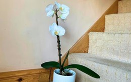 Lan hồ điệp trưng Tết sẽ nở bung rực rỡ khi được đặt ở vị trí này trong nhà