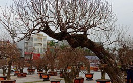 Vợ chồng tôi suýt mất ăn Tết vì cây đào thế chục triệu