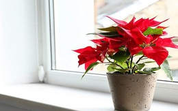 3 loại cây cảnh quen thuộc không nên trồng trong nhà