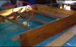 Nghe tiếng động lạ dưới gầm giường, chủ nhà "đứng tim" khi phát hiện 'vị khách không mời' khổng lồ