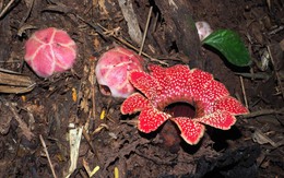 “Kho báu” cực hiếm bất ngờ hiện diện trong Vườn Quốc gia Phong Nha – Kẻ Bàng